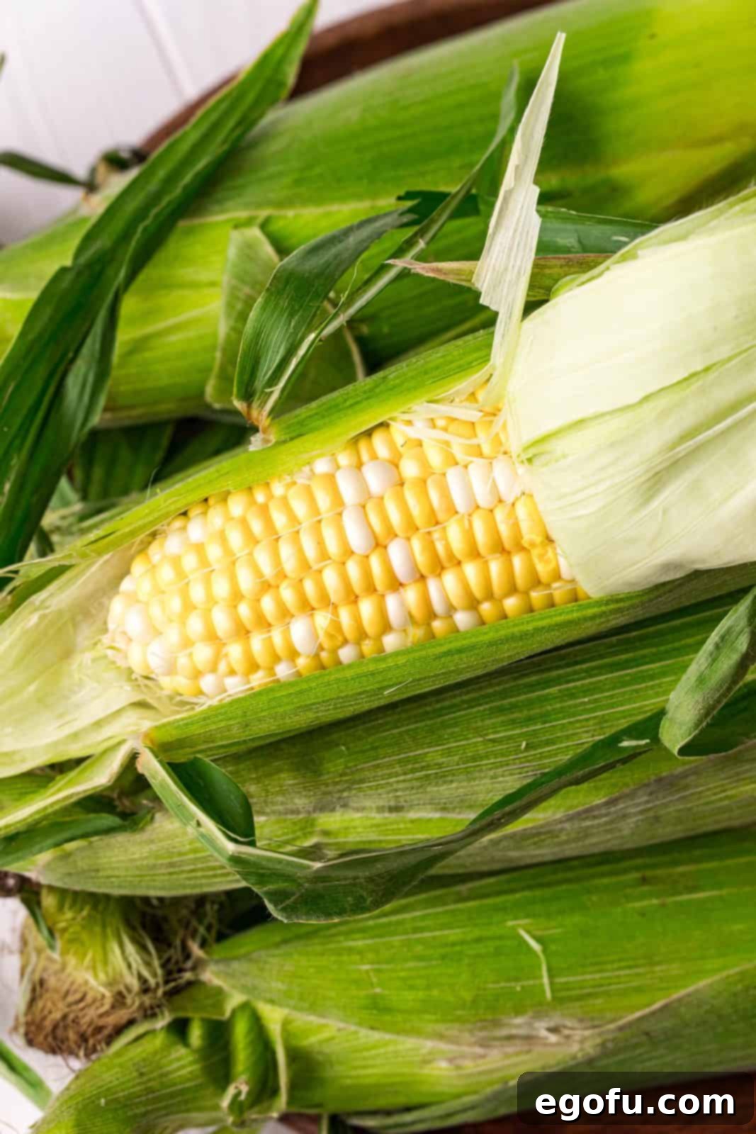 Corn husks pulled back with silk removed.