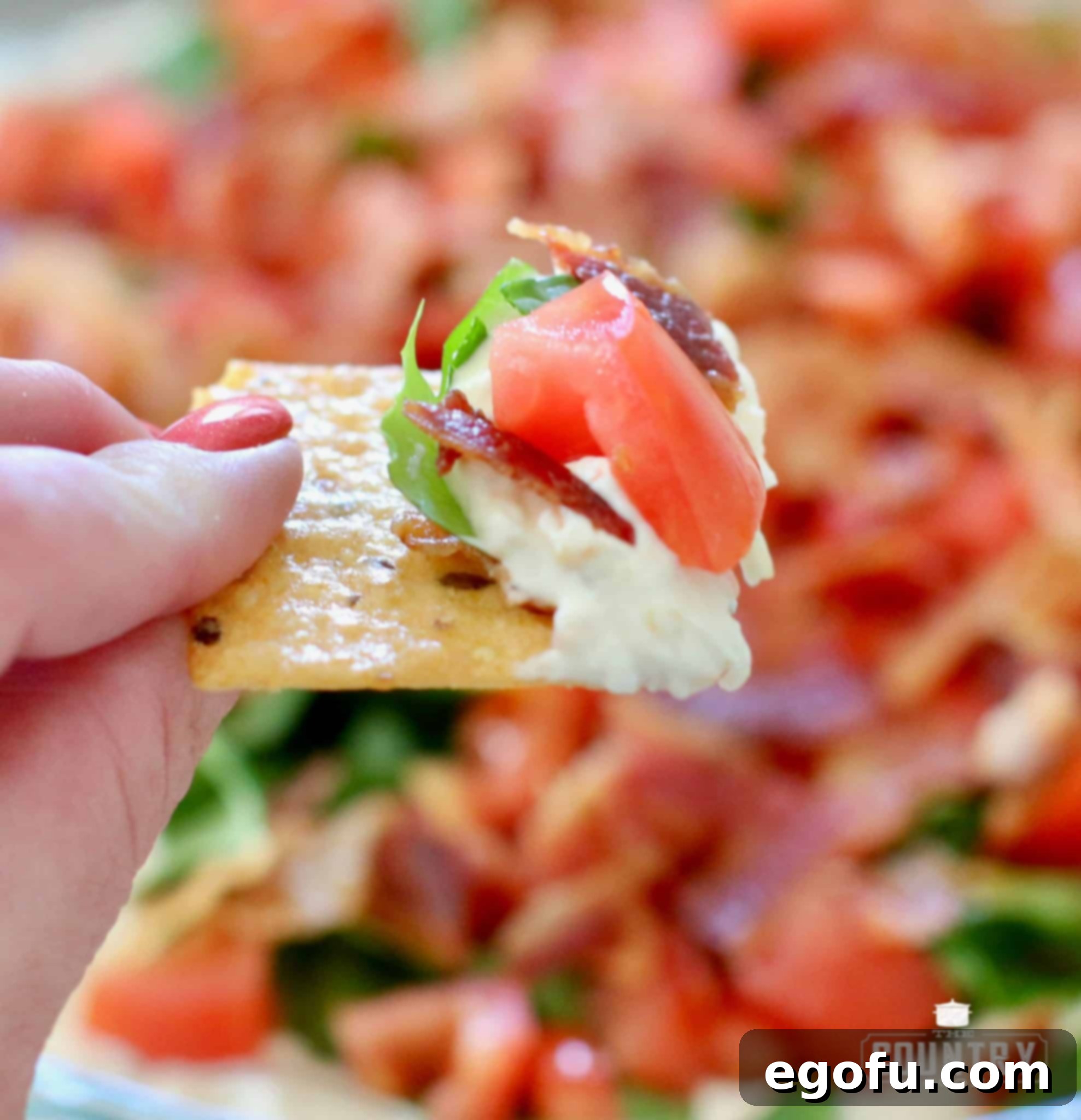 a hand holding up a cracker that has BLT Dip on it. 
