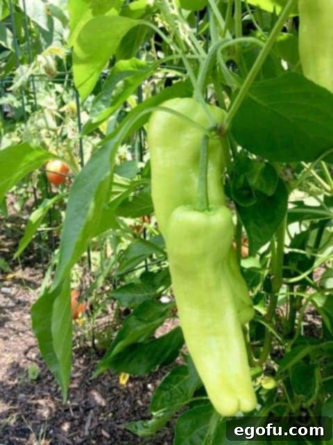 Banana Peppers growing on the vine in a healthy vegetable garden.