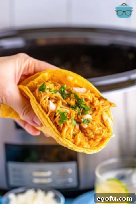 Effortless Slow Cooker Taco Chicken 16 A large Chicken Taco with Shredded Chicken from the slow cooker being held by a hand.